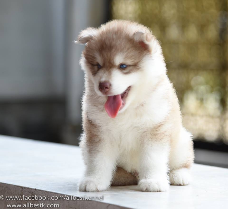 -Allbest kennel ไซบีเรียนฮัสกี้ เกรดพรีเมี่ยม ฟาร์มมาตรฐานและใหญ่สุดในประเทศไทย