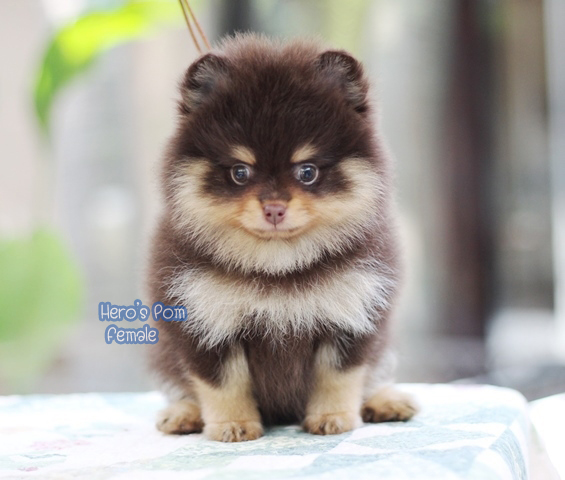 ขายปอมหน้าหมี