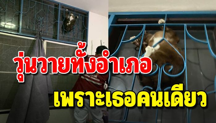 กู้ภัยรับแจ้งเหตุ ขอความช่วยเหลือด่วนหลังเหมียวติดเหล็กดัด