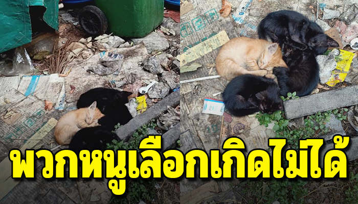 นอนซบกันด้วยความอาลัย พวกหนูไม่มีที่ไปต้องมานอนที่ข้างถังขยะ