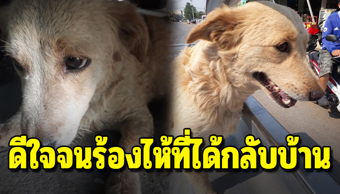 ตูบเก็บอาการไม่อยู่หลังหายออกจากบ้านนาน6วัน ดีใจที่เจอเจ้าของร้องไห้น้ำ