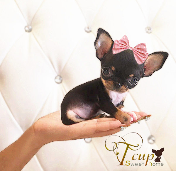SUPER T-CUP chihuahua!!!!!!
