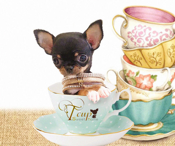 SUPER T-CUP chihuahua!!!!!!