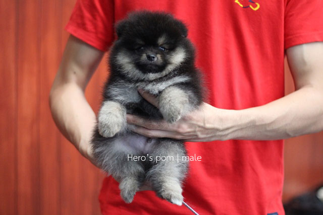 ขายปอมหน้าหมี