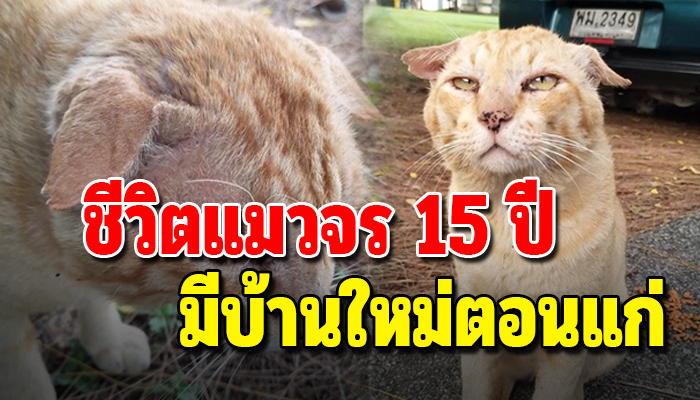เหมียวจรแก่วัย15ปี ได้บ้านหลังใหม่ตอนบั้นปลายของชีวิตที่ยังเหลืออยู่