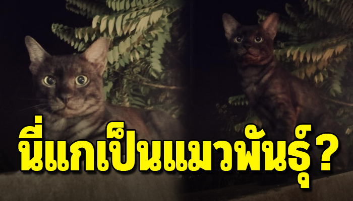 เหมียวด้อมๆมองๆเหมือนมาติดต่อขออาหาร น่าจะเป็นแมวพันธุ์พูดจาไม่รู้เรื่อง