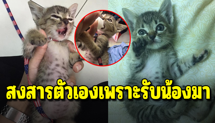 สาวเลี้ยงแมวเป็นครั้งแรกรับแมวจรมาเลี้ยงเพราะสงสาร กลับต้องสงสารตัวเอง