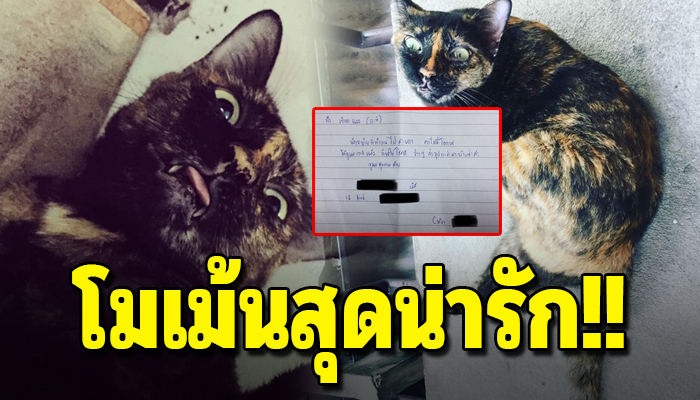 โมเม้นสุดน่ารัก ของสาวทาสแมวห้องตรงกันข้ามที่เขียนข้อความน่ารักมาก