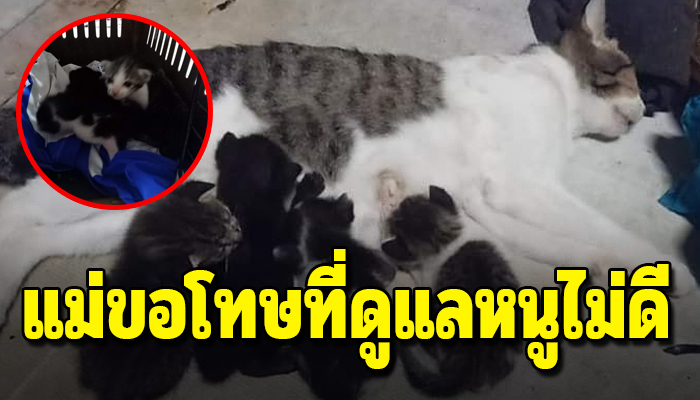 แม่แมวโดนสุนัขฟัดจนหมดแรง สู้คลานมาให้นมลูกหวังให้ลูกได้อิ่มเป็นมื้อสุดท้าย