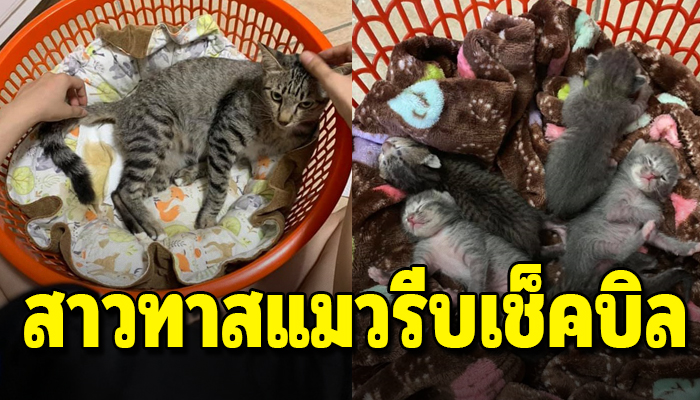 สาวทาสแมวรีบเช็คบิล หลังแม่ค้าตะโกนบอกเพื่อนว่าอย่าให้อาหารแมวมันสกปรก