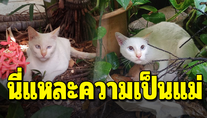 แม่แมวจรตาเหล่คาบลูกเอาไปซ่อนไว้ในโอ่ง ปกป้องลูกน้อยไม่ให้ใครทำร้าย