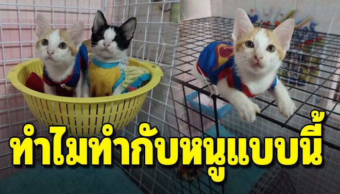 สาวขอลูกแมวไปเลี้ยง ส่งให้ถึงบ้านแต่พอรับไปกลับเอาน้องไปปล่อยให้สิ้นใจ
