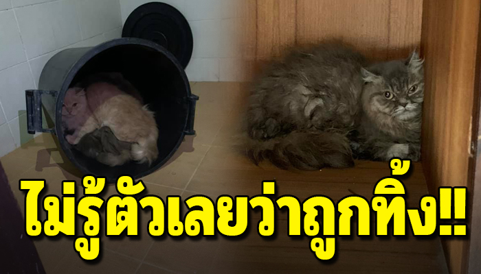 เหมียว10 กว่าชีวิตได้แต่รอเจ้าของกลับมา ไม่รู้เลยว่าถูกทิ้ง