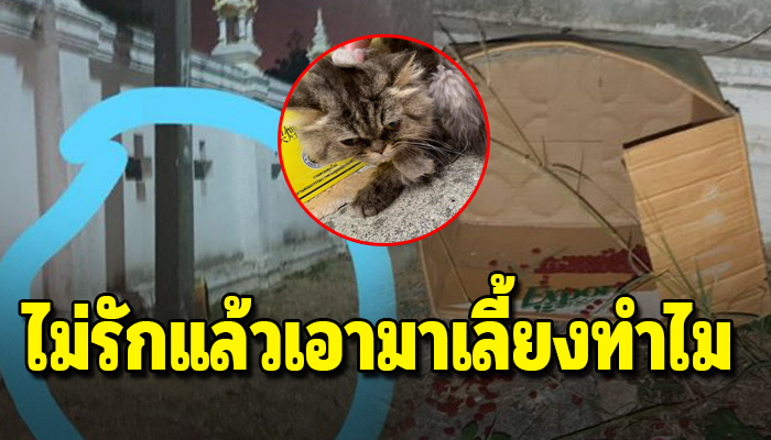 หลวงพี่เล่าเห็นเหมียวน้อยถูกทิ่งข้างกำแพงวัด อย่างไร้เยื่อใยจะเมตตา