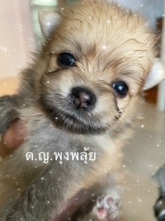 ขายน้องปอม เด็กหญิง สวยๆสายพันธุ์ดีครับ8000