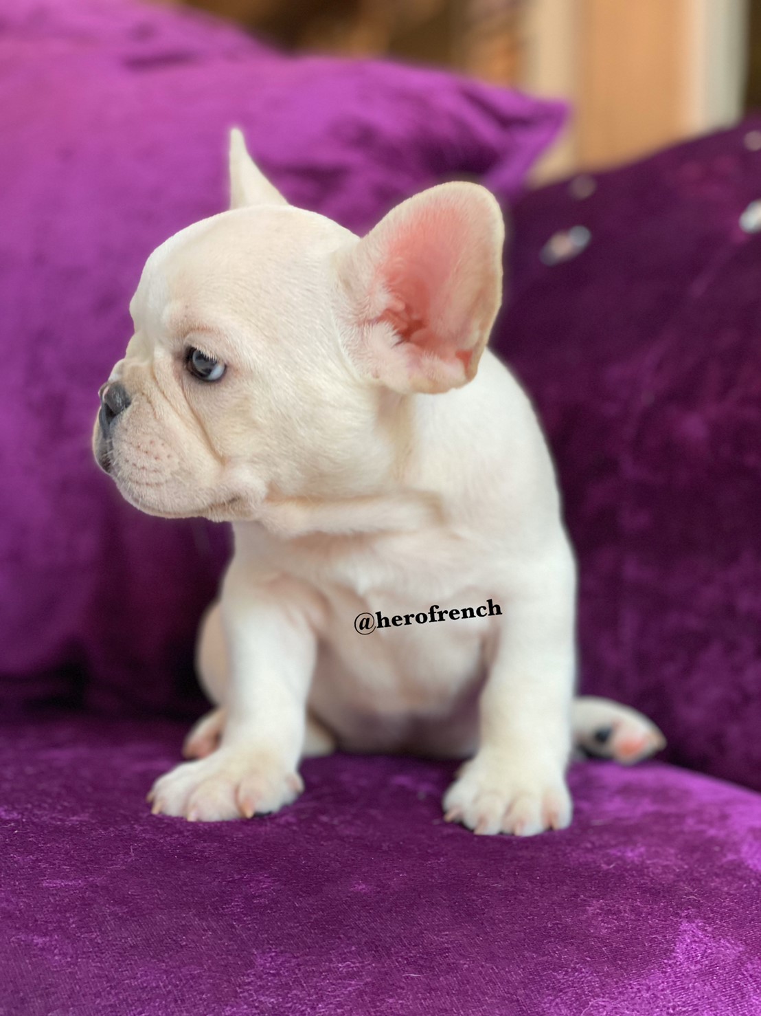 ขายเฟรน บลูด๊อก  สีครีม  เพศผู้น่ารักมากๆครับ