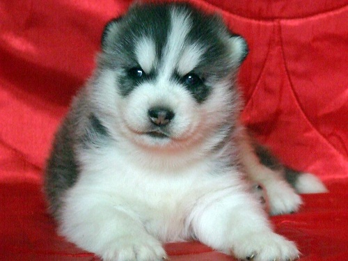 -หยุดเสี่ยงกับไซบีเรียนฮัสกี้ ไม่ได้คุณภาพ Allbest kennel ให้เราดูแลคุณสิครับ