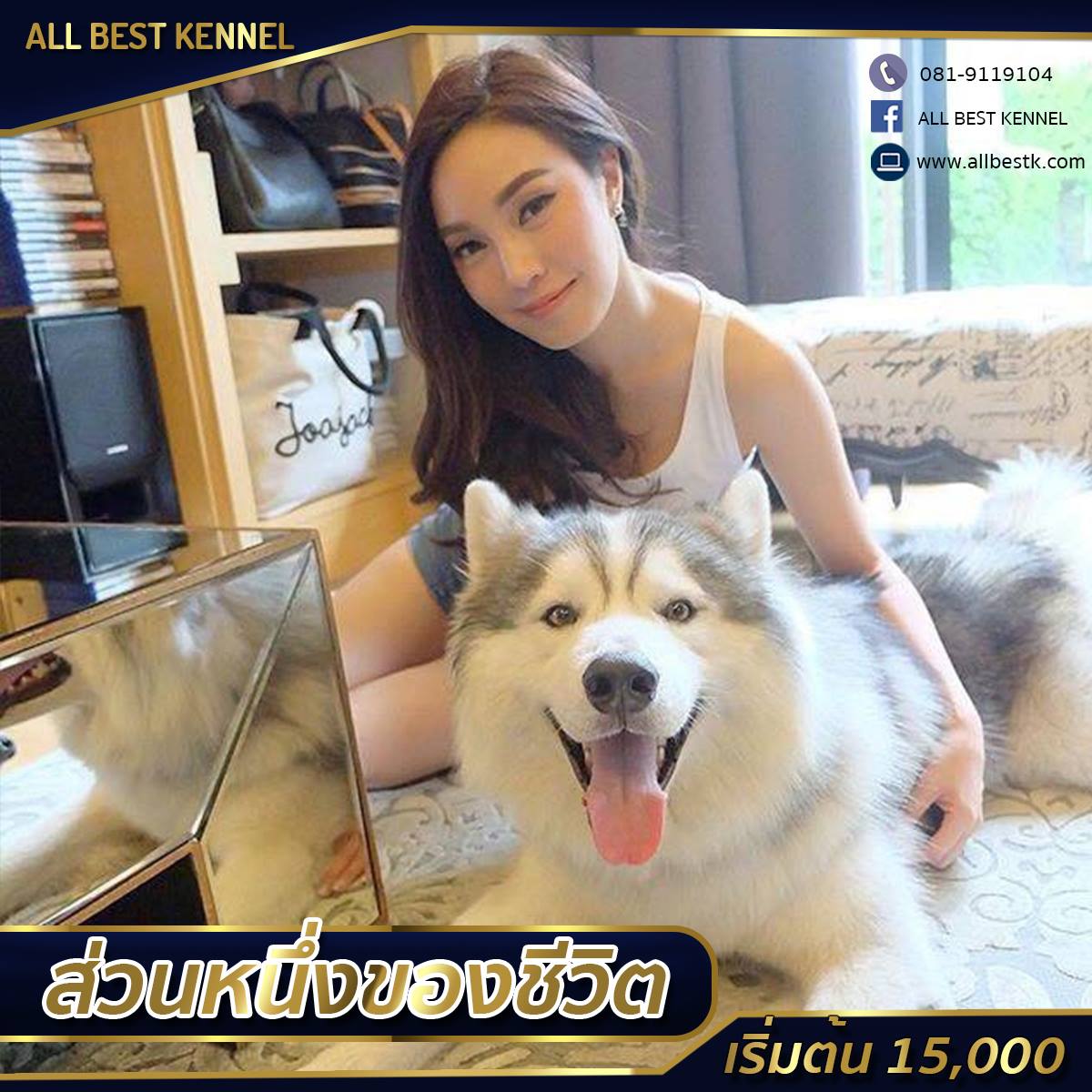 -หยุดเสี่ยงกับไซบีเรียนฮัสกี้ ไม่ได้คุณภาพ Allbest kennel ให้เราดูแลคุณสิครับ