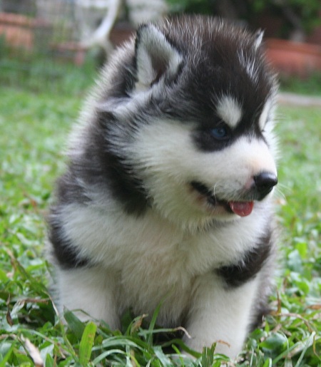 -หยุดเสี่ยงกับไซบีเรียนฮัสกี้ ไม่ได้คุณภาพ Allbest kennel ให้เราดูแลคุณสิครับ