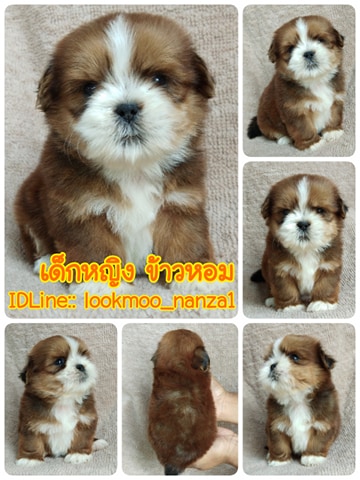 ชิสุทอยแท้!!!! 3สี