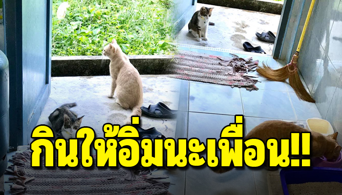 สาวโพสต์ระบาย แมวพาเพื่อนมากินข้าวที่บ้านทุกวันจนอาหารแมวหมด
