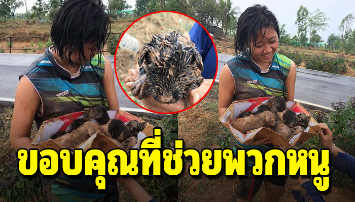 แม่หมาคาบลูกน้อย7ชีวิตไปแอบอยู่ในท่อหวังให้ลูกปลอดภัย