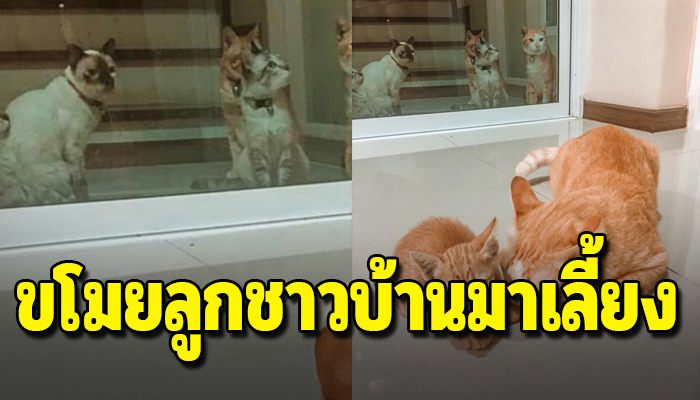 เจ้าเหมียวอยากมีลูกเป็นของตัวเอง ดันคาบลูกชาวบ้านมาเลี้ยง
