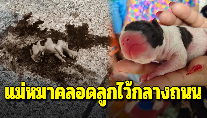 กลายเป็นแม่หมาจำเป็น หลังแม่หมาคลอดลูกเอาไว้แล้วหนีหายไปปล่อยให้ลูกอยู่กลางถนน