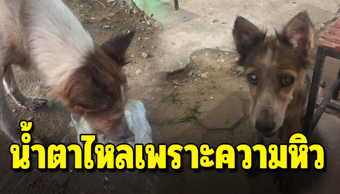 ตูบจรนั่งน้ำตานอง เดินดมขอเศษอาหารอย่างไร้ทิศทางเพราะตาบอด