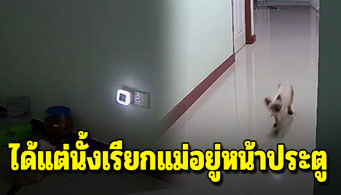 เหมียวได้แต่รอ เมื่อไหร่แม่จะกลับ ทำได้แต่นั้งรออยู่หน้าประตู