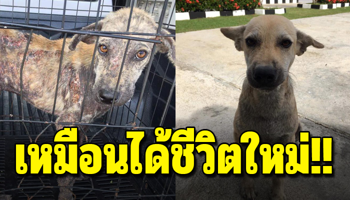 หมาจรตัวน้อยไม่มีคนเดินเข้าใกล้ จนได้รับการรักษาโลกของเขาก็กลับมาสดใสอีกครั้ง
