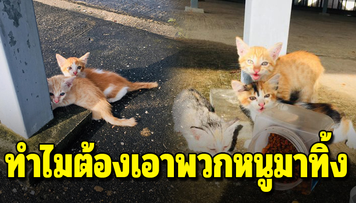 แมวแม่ลูกอ่อนถูกนำมาทิ้งไว้ ถูกหมาใหญ่คอยไล่จนต้องวิ่งหนีกับชีวิตตัวน้อยๆ