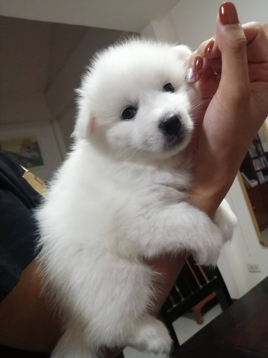 ขายน้องหมาพันธ์สปิตซ์