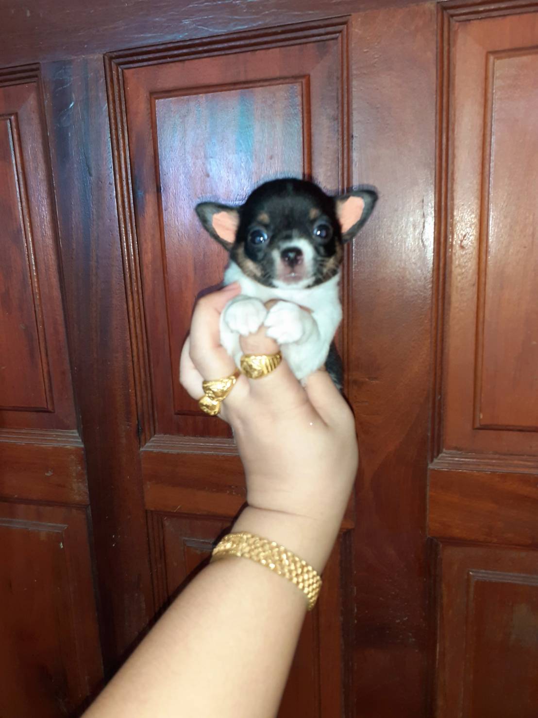 ชิวาวา พันธุ์แท้ เพศ เมีย ตัวจิ๋ว 3500 จ. สุพรรณบุรี