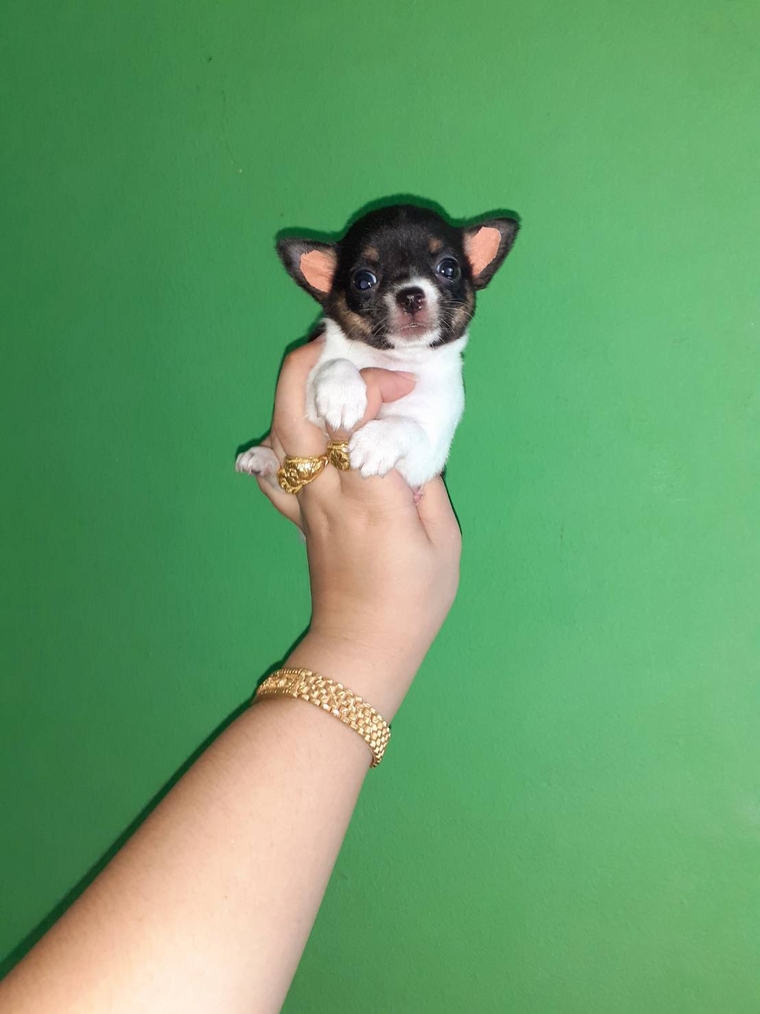 ชิวาวาขนสั้น พันธุ์แท้  เพศ เมีย ราคาเบา 3500