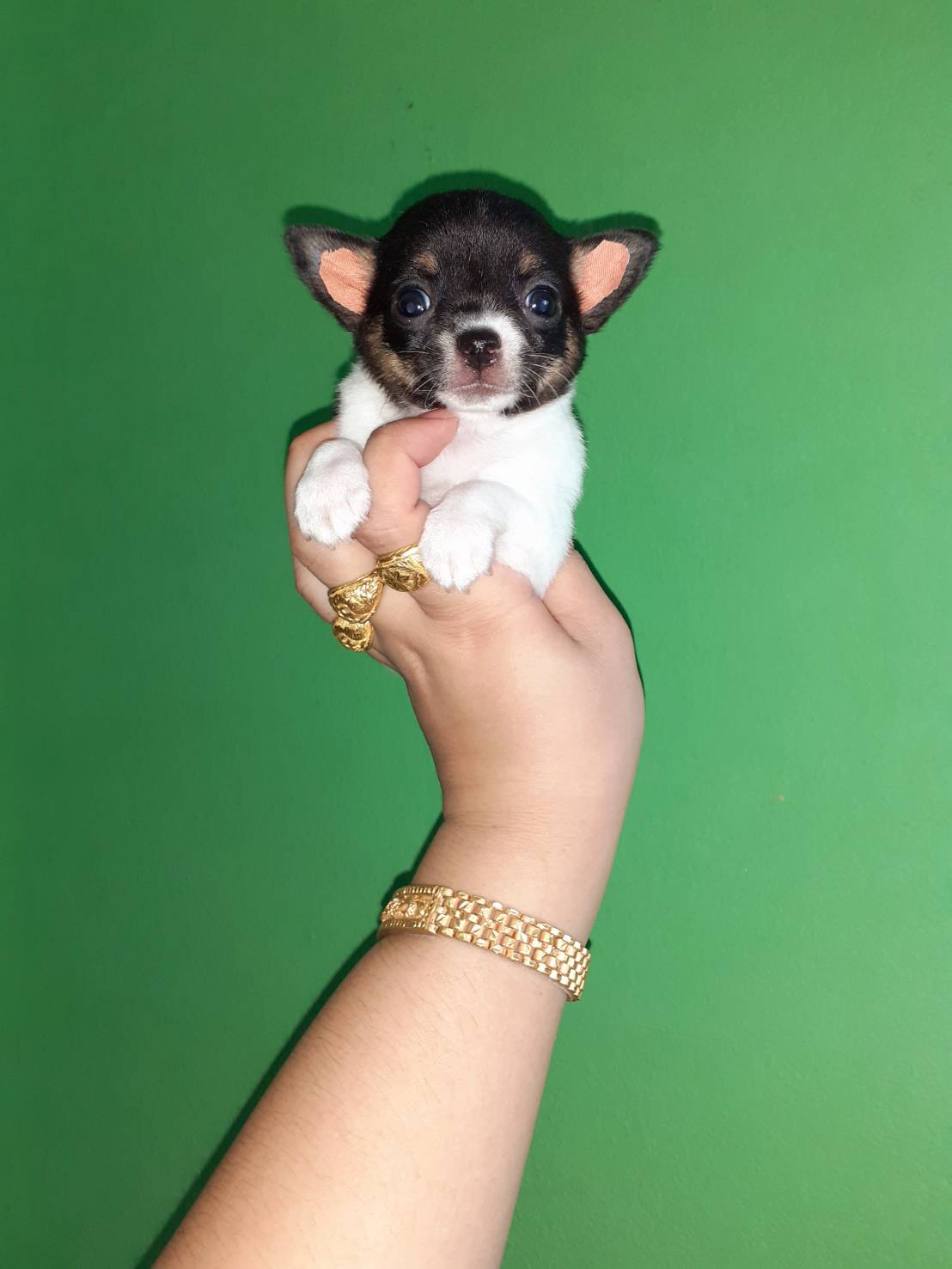 ชิวาวาขนสั้น พันธุ์แท้  เพศ เมีย ราคาเบา 3500