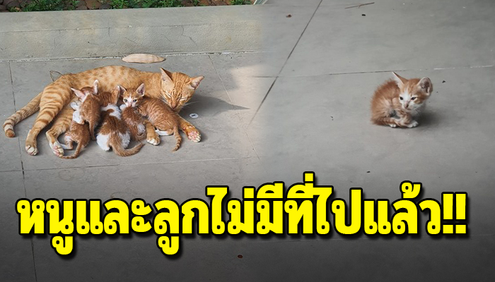 แม่แมวคาบลูกเอามาวางไว้ที่หน้าบ้าน เหมือนอยากจะฝากชีวิตตัวน้อยๆให้มนุษย์ช่วยดูแล