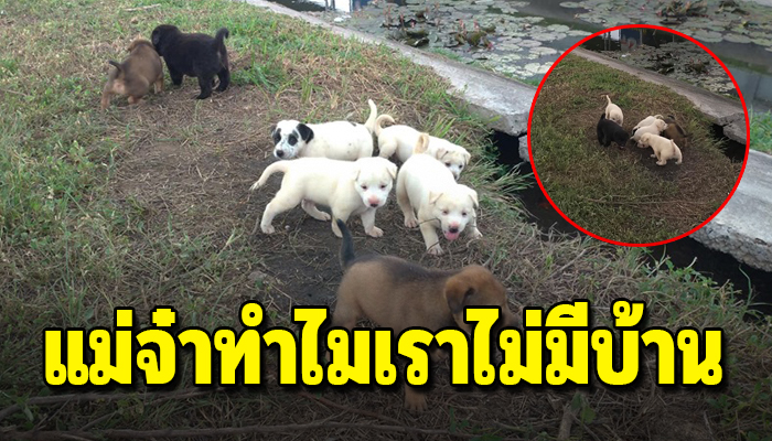 แม่มาคลอดทิ้งไว้อาศัยอยู่ในรูคอนกรีตหากินประทังชีวิตรอดไปวันๆ