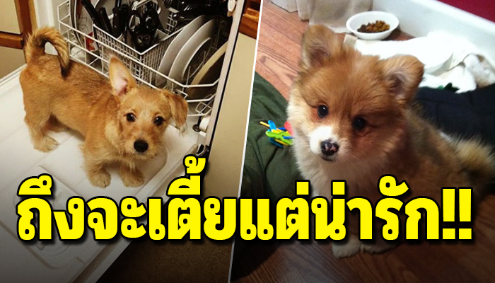 20 ภาพ หมาเตี้ย คอร์กี้ผสมข้ามสายพันธุ์อื่น น่ารักมาก