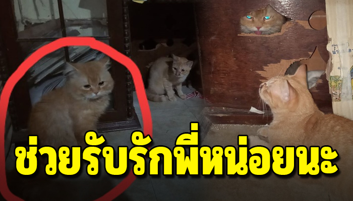 แมวพันธุ์แอบหลงรักแมวบ้าน หนีออกจากบ้านมาหานั่งเฝ้าทุก เพราะใจมันรัก