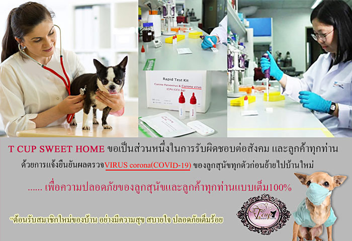 T CUP SWEET HOME โควิด!!ชิวาวา