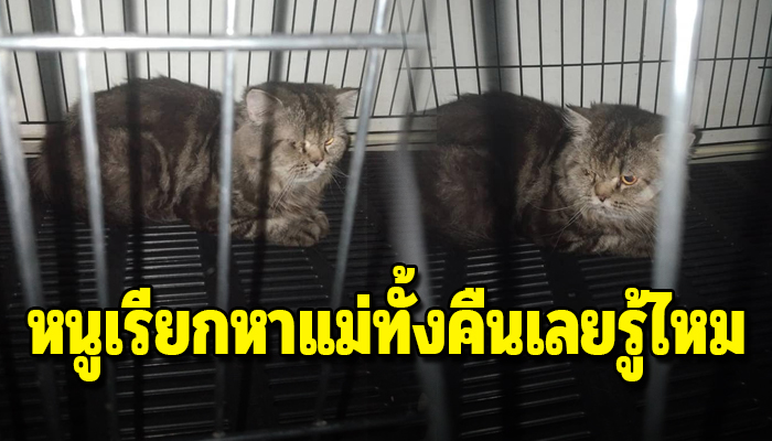 ร้องสุดเสียงเรียกหาเจ้าของ โดยไม่รู้ว่าเจ้าของจากไปแล้วจะไม่มีวันกลับมา