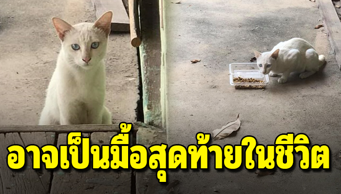 แมวโรงเรียนผอมโซ หลังได้รับผลกระทบเพราะโรงเรียนปิดด้วยโควิด 19