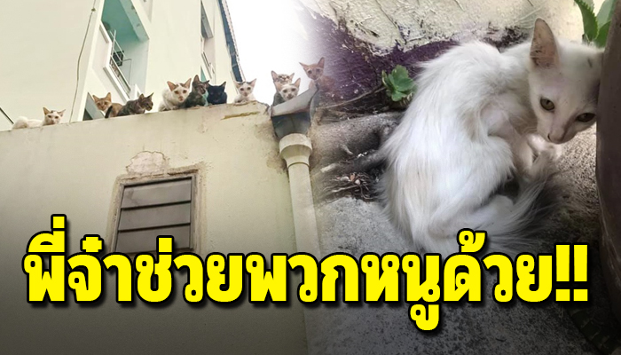 ลูกแมวอาศัยอยู่บนตึกหอพักนับสิบตัว ได้แต่ร้องขออาหาร แต่ถูสั่งห้ามให้อาหาร