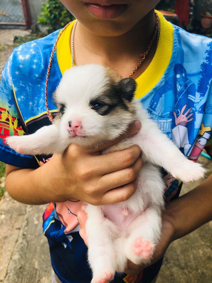 #ขายลูกสุนัขปอมเมอร์เรเนียน