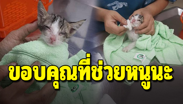 ถูกใส่ตะกร้าเอามาวางไว้ใต้ต้นไม้ ต้องนอนตากฝนไม่ได้กินไม่ได้นอน5วันจนเกือบสิ้นลม