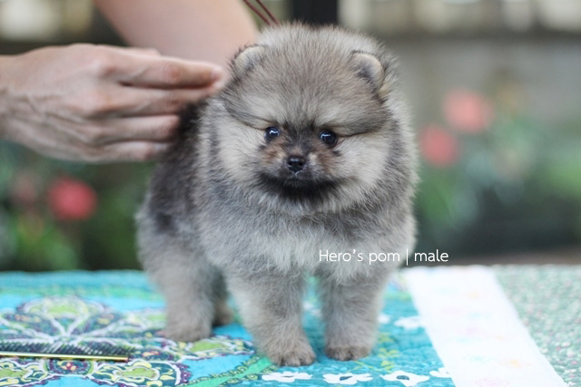 Hero's pom ขายปอมเมอเรเนียน สีส้ม เพศผ้ อายุ 2 เดือน สอบถาม Line : @heropom