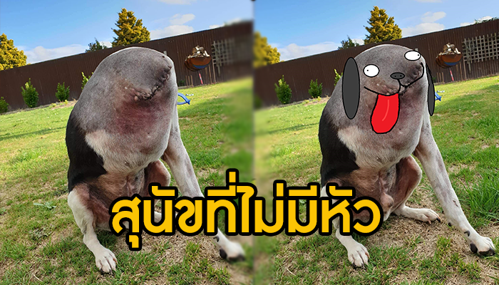 สนัขไร้หัว มันเป็นไปได้ยังงัย ต้องลองมาดู