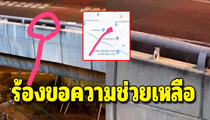 ลูกแมวติดอยู่บนสะพานข้ามวันข้ามคืน แถมติดเคอร์ฟิวไม่มีใครคิดช่วย