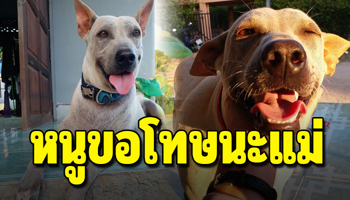 ต้องเอาน้องไปฝากกับคนอื่นห้ามเอามา ให้อยู่ได้แต่หมาพันธุ์เล็กเพราะมันน่ารัก